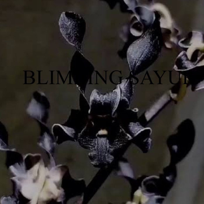 (PROMO) anggrek dendrobium nirbaya ( plengkung gading )