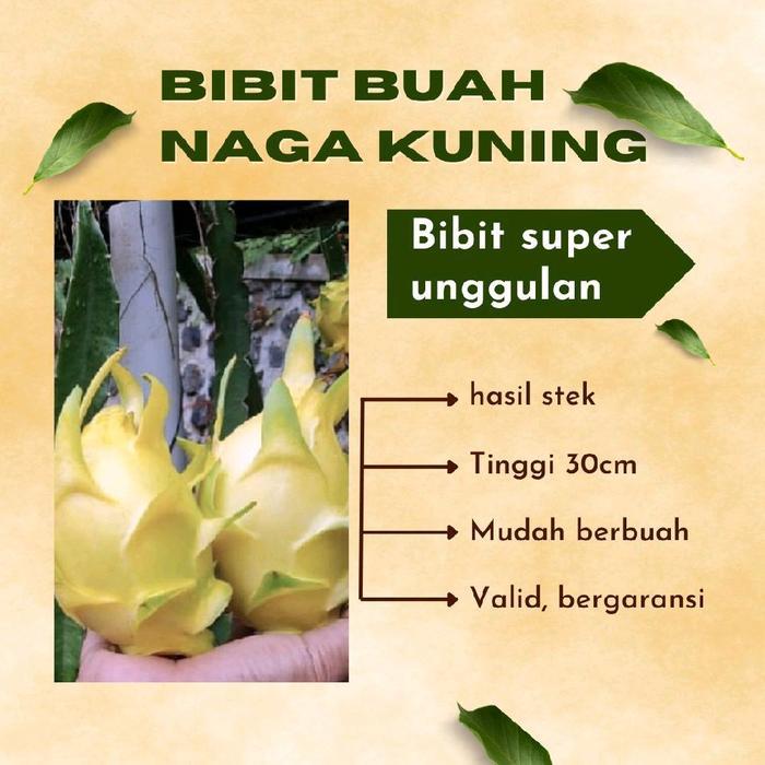BIBIT BUAH NAGA KUNING HASIL ( STEK ) SUDAH BER AKAR SIAP TANAM