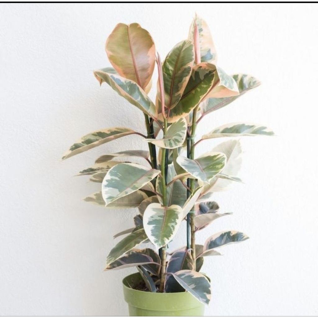 Tanaman Hias Karet Kebo Varigata Tinggi 60-100cm  / Pohon Karet Kebo Varigata