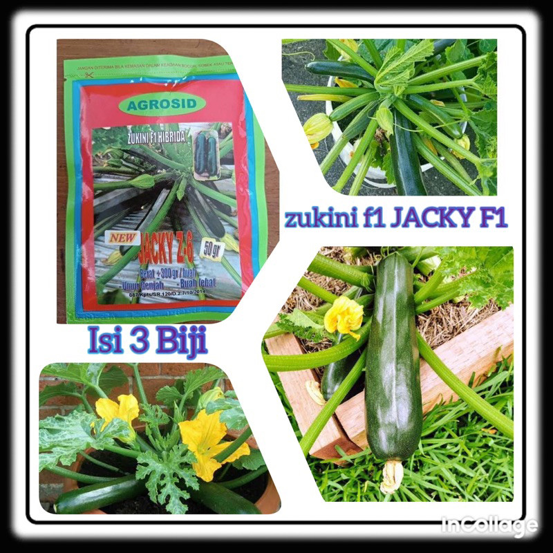 3 Biji benih zukini f1 JACKY AGROSID buah umur genjah buah lebat