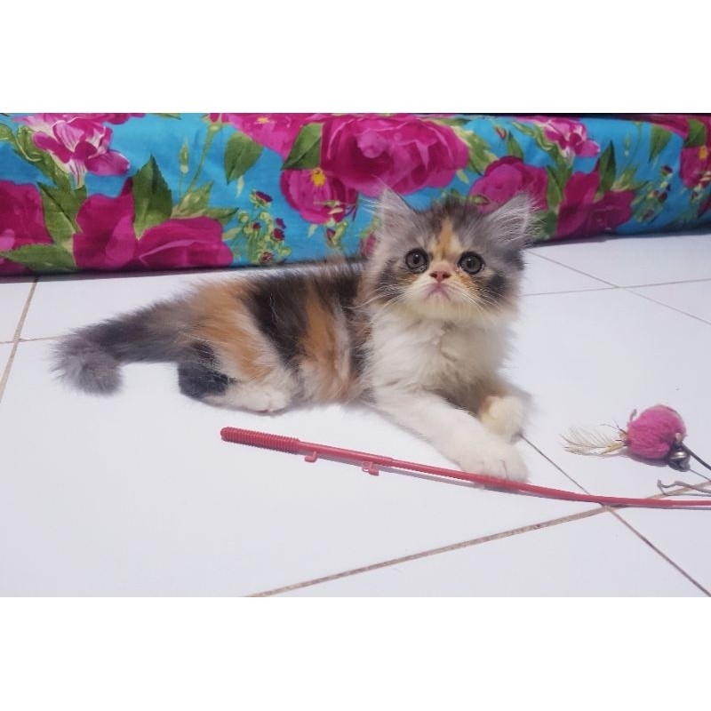 Kucing Kitten Flatnose Betina Calico