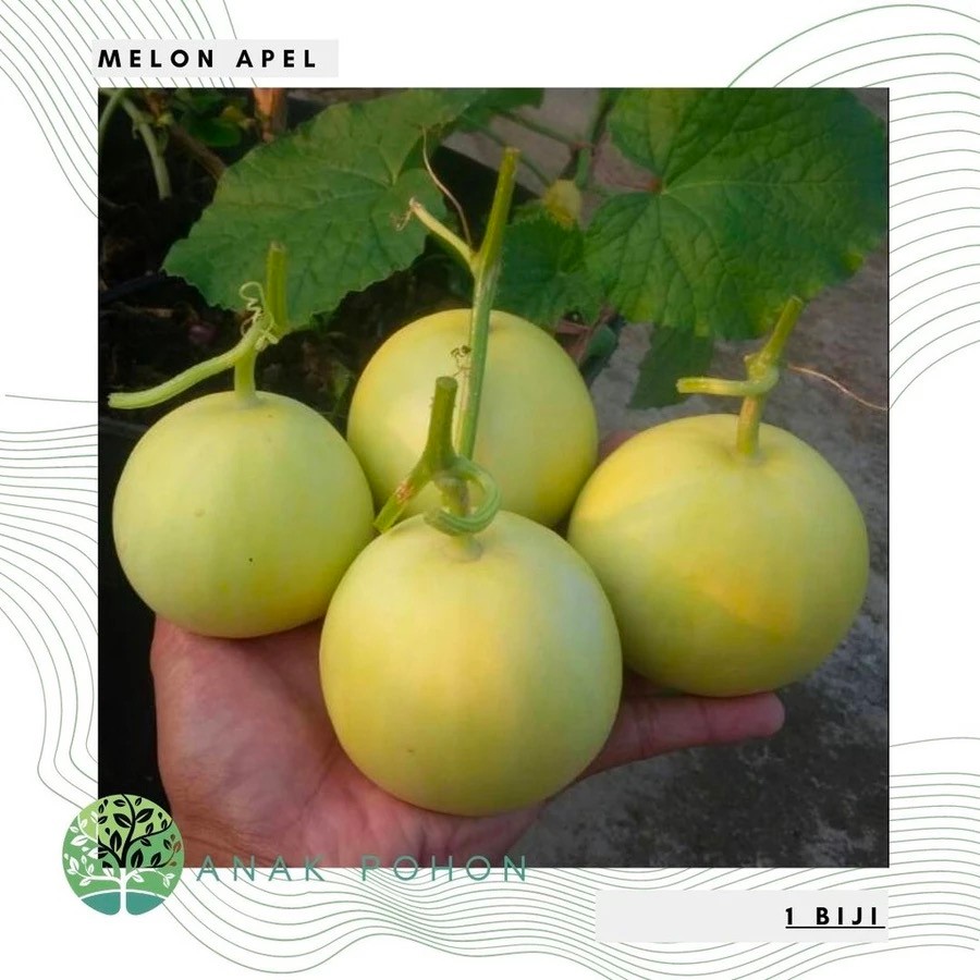 30Benih Bibit Biji - Melon Apel Silver Light Hibrida F1 (Kecil, Manis, dan Harum) Seeds - Panen Dala