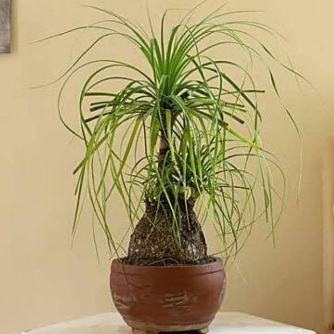 Tanaman Hias Nolina - Ponny Tail - Palm Nolina