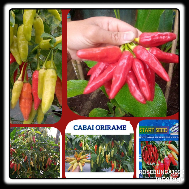 10 Benih biji Cabai /Cabe Prentul Orirame