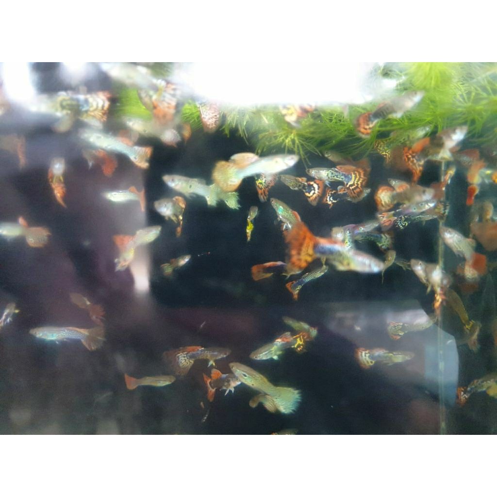 guppy red cobra mix isi 20 ekor