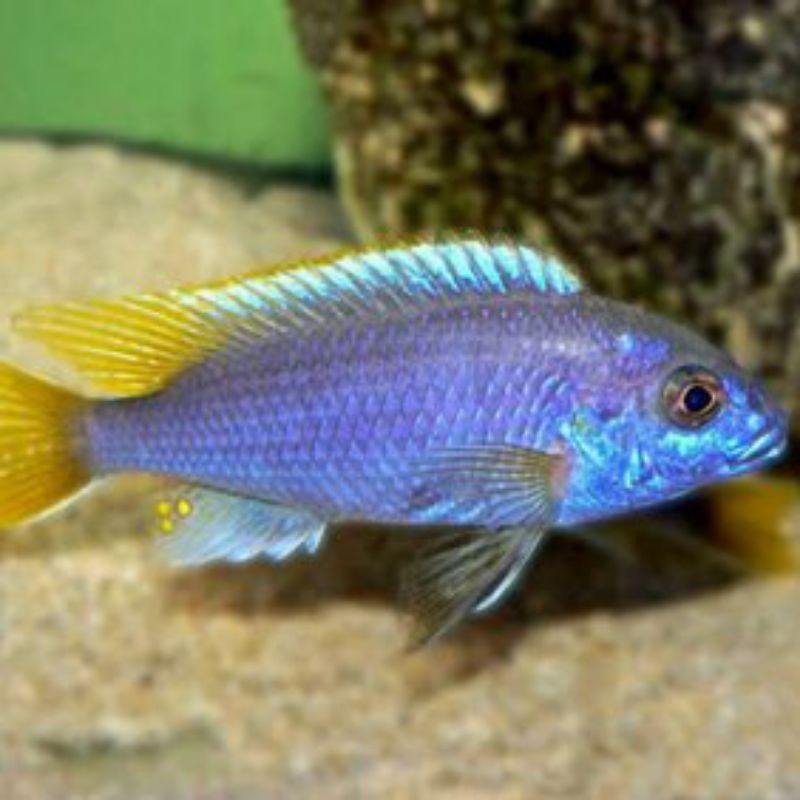 Ikan aquarium acei yellow tail cichlid