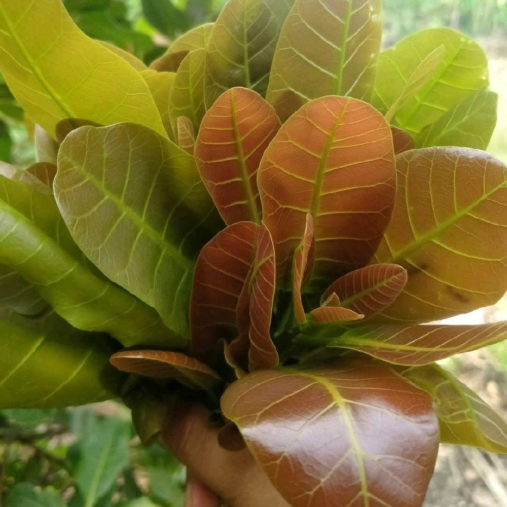 DAUN JAMBU METE MUDA LALAPAN - DAUN JAMBU MONYET SEGAR - DAUN JAMBU MEDE FRESH 250 Gram