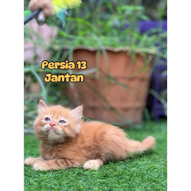 kucing persia longhair