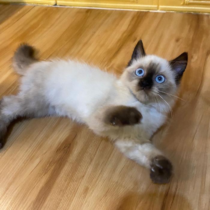 kucing persian himalayan seal point kitten blue eyes