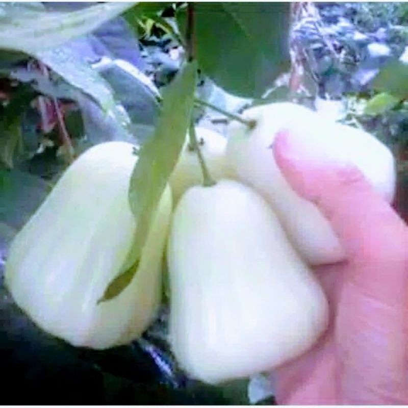 Jambu Air Madu Susu Manis Renyah Tanpa Biji