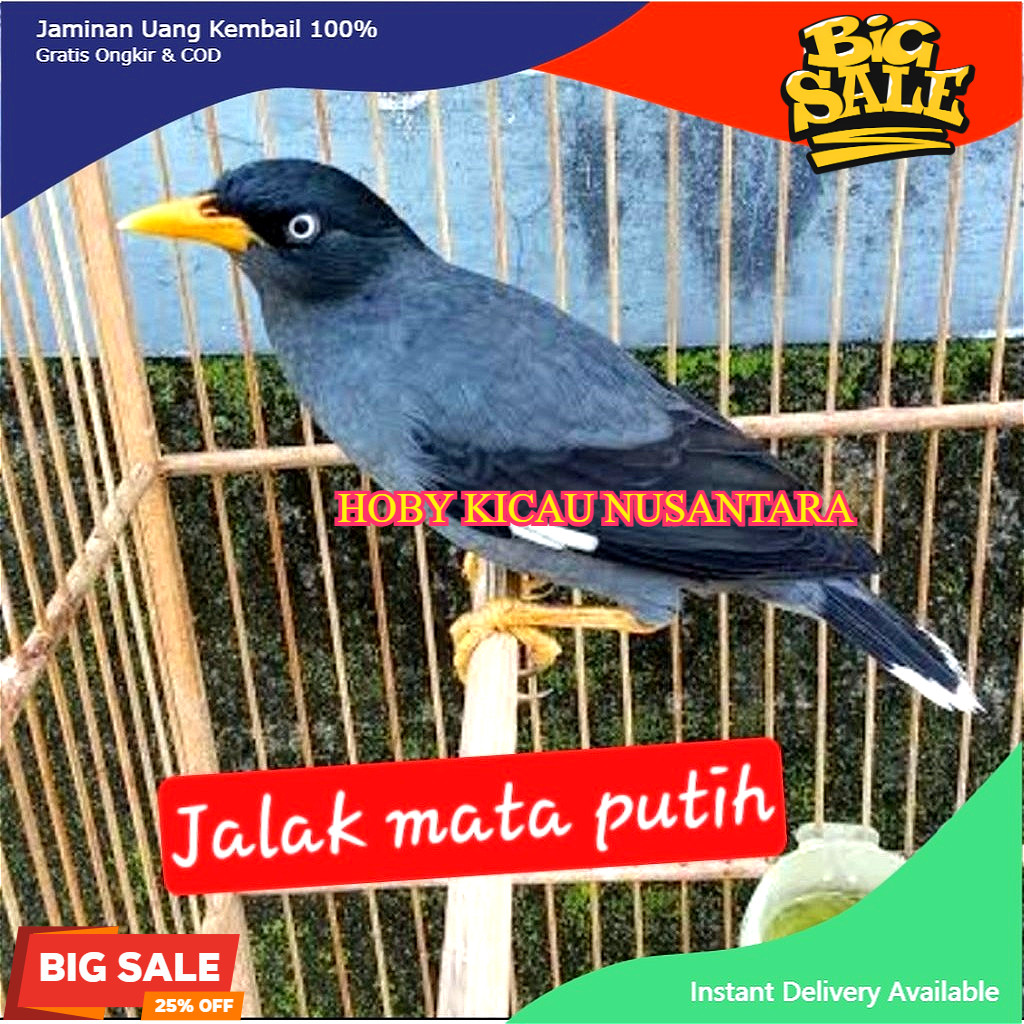 burung jalak kebo mata putih rawatan langka lebih cerdas gampang gacor