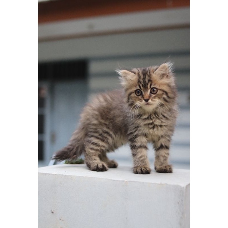 kucing mainecoon betina /persia/Norwegian lucu
