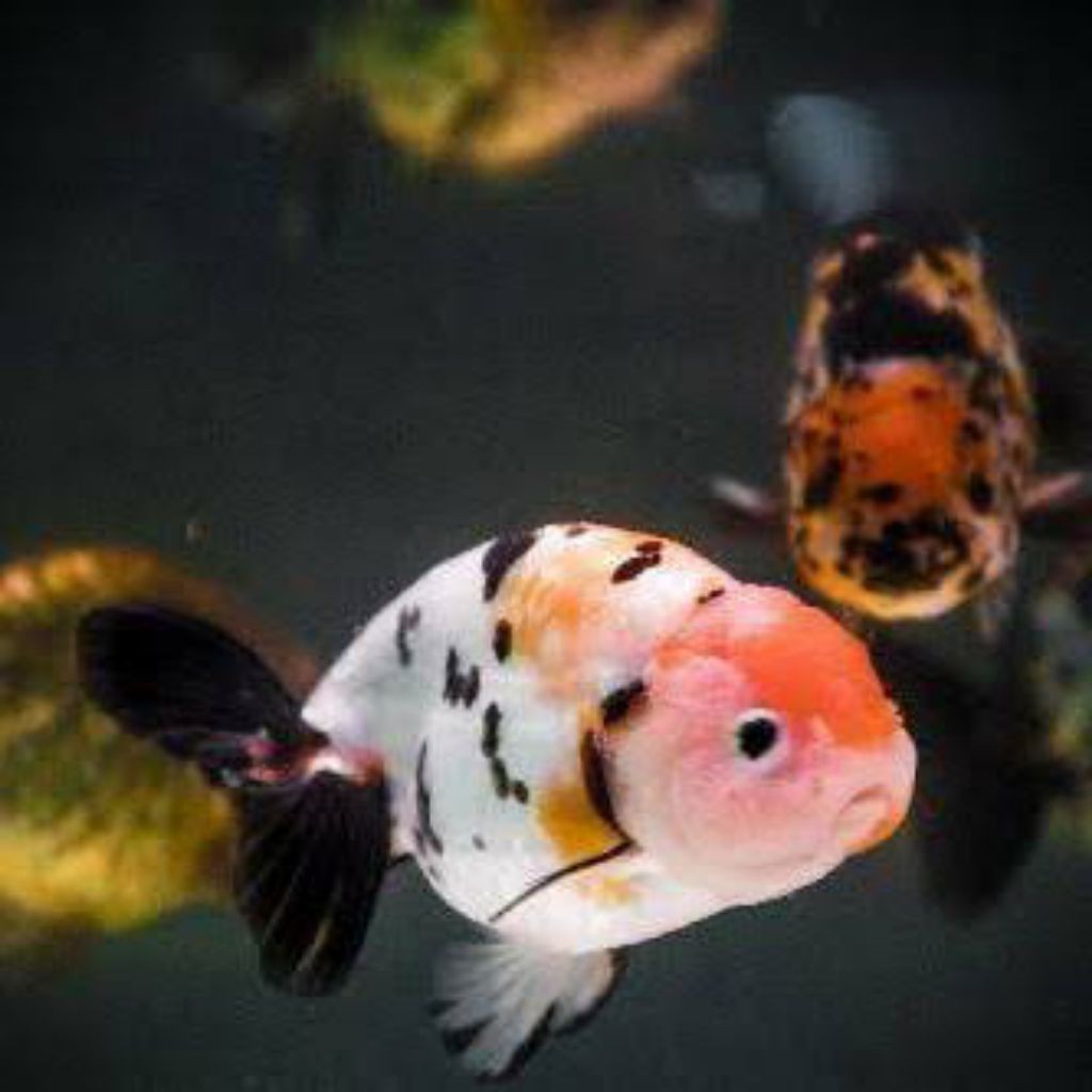 RANCHU CALICO PANCA WARNA SZ 4-6 CM HIASAN AQUARIUM