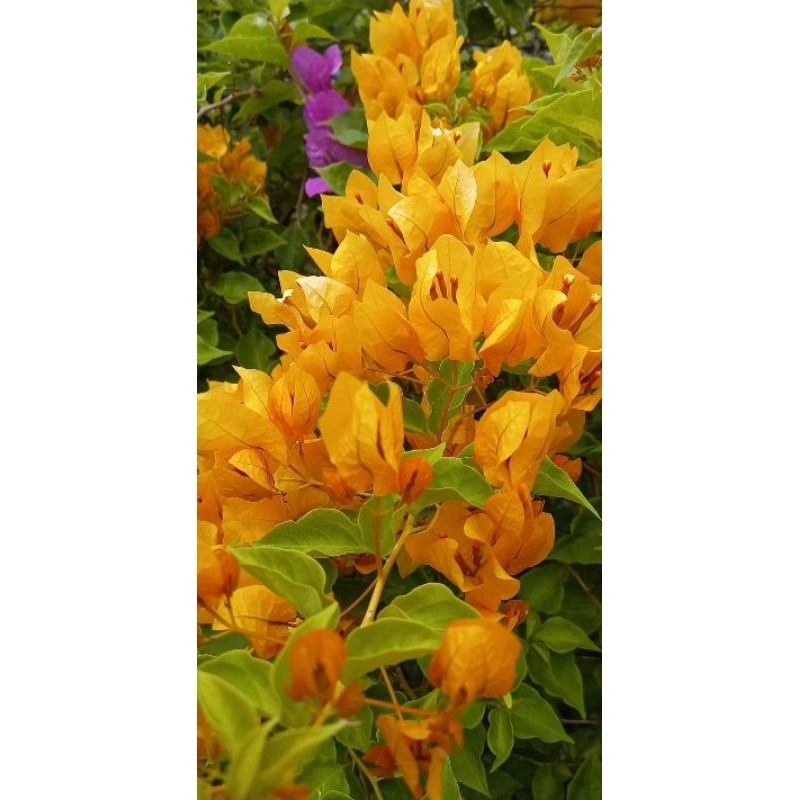 Bugenvil golden rus kuning