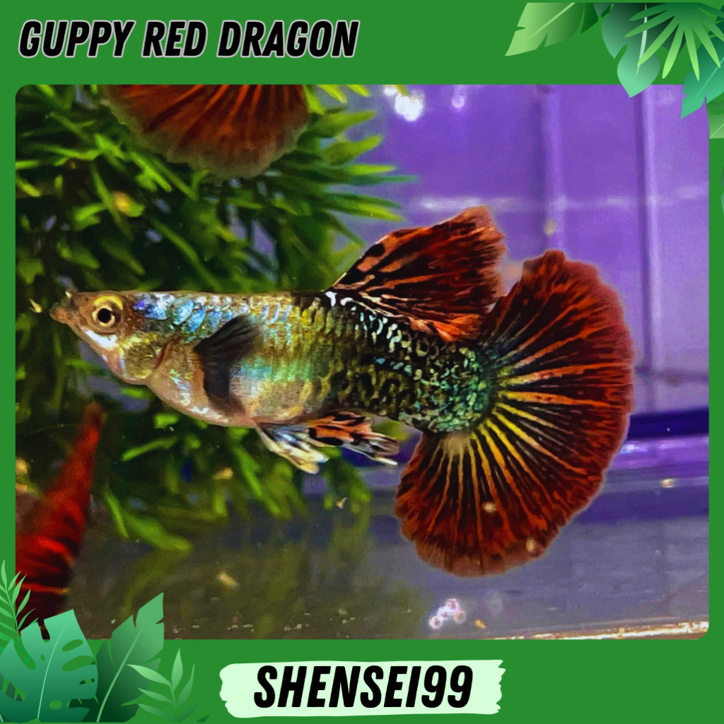 GUPPY RED DRAGON - ikan guppy red dragon IKAN HIAS AKUARIUM AQUASCAPE