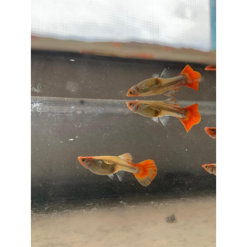 IKAN hias Guppy sepasang KOI(PLATINUM  KOI)