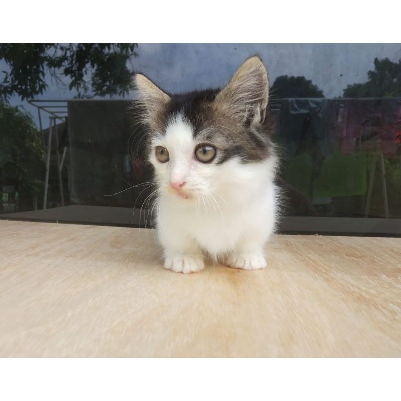 Kucing munchkin