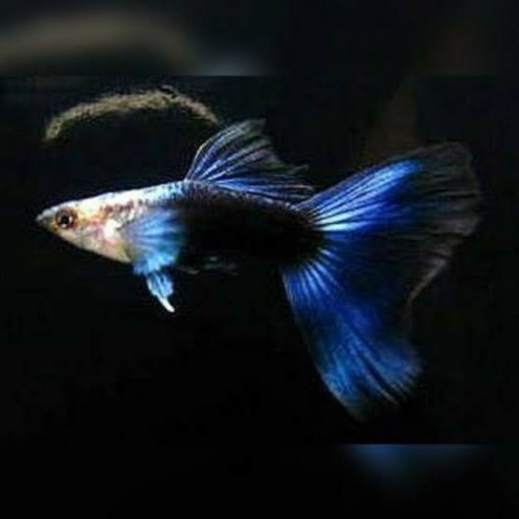 Hiasan Aquarium Guppy Blue hb Blu pair (sepasang)
