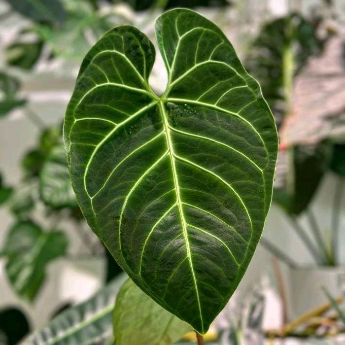Bonggol Bibit Anthurium Regale