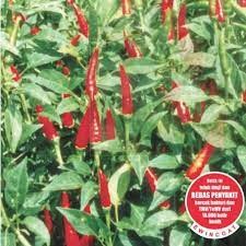 10 biji Benih Bibit Cabe Rawit Hijau Hibrida Robin F1 10 Butir Kemasan repacking -MYSEEDGARDEN