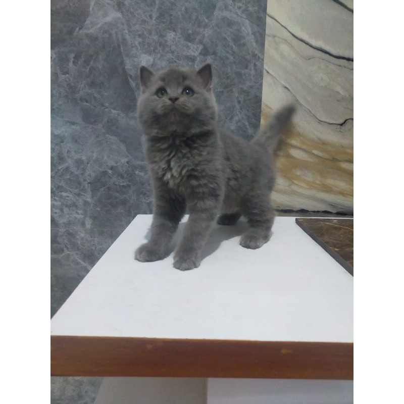 kucing shorthair lucu