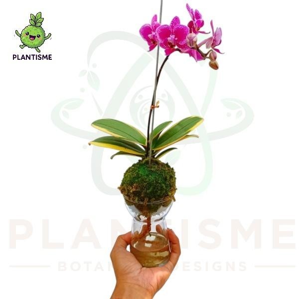 Sip & Dip – Bola Lumut Anggrek Bulan Phalaenopsis Amabilis Variegata Dalam Vas Kaca Dekorasi
