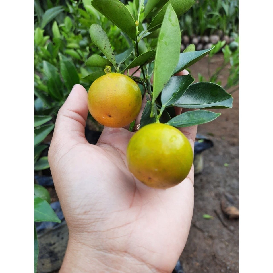 Bibit Jeruk Peras BERBUAH