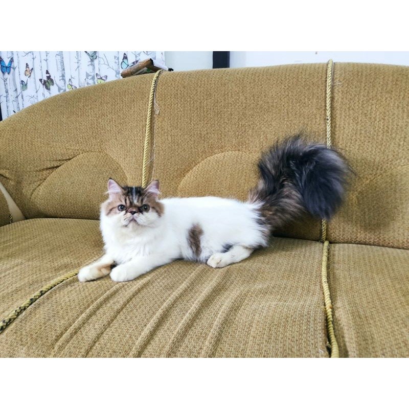 Kucing Peaknose Super Longhair