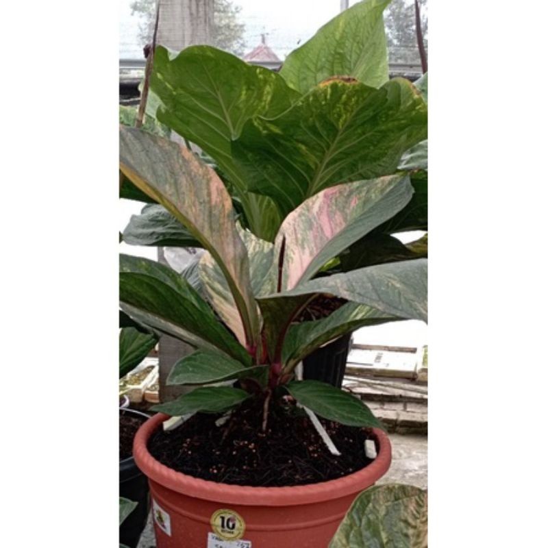 PROMO 2 Bibit/Biji Antorium Jemani pink/Red dragon Rare...