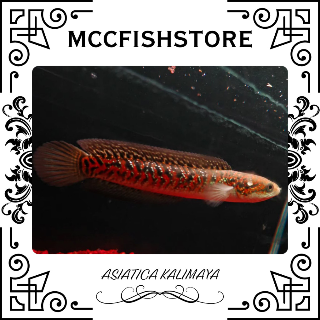 (KOLEKSI CHANNA) - Asiatica Kalimaya Red Spot | SINGLE TANK - BEST SORTIRAN | Snakehead - Channa Ber