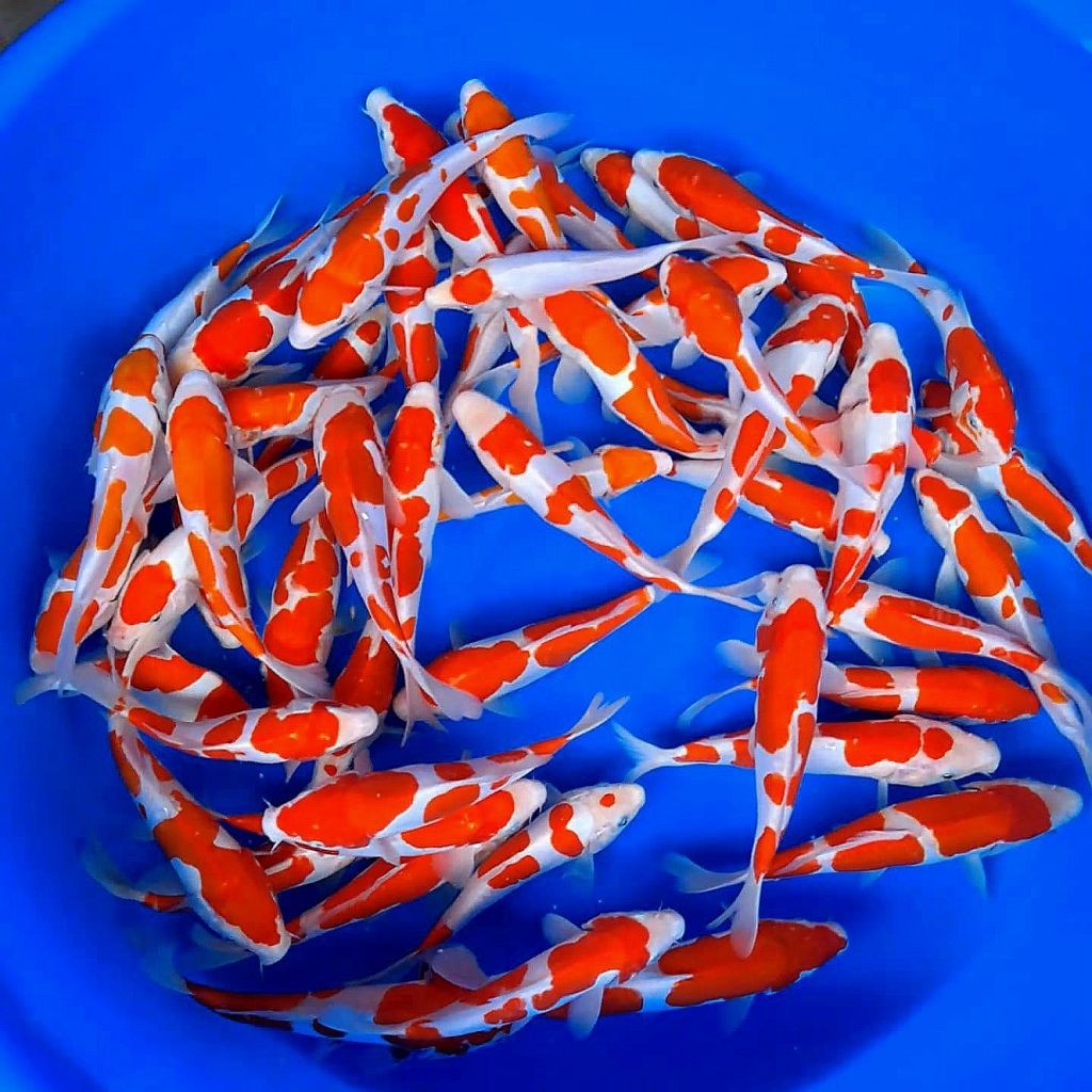 Paket ISI 3 koi kohaku doitsu 9-11cm hiasan kolam aquarium