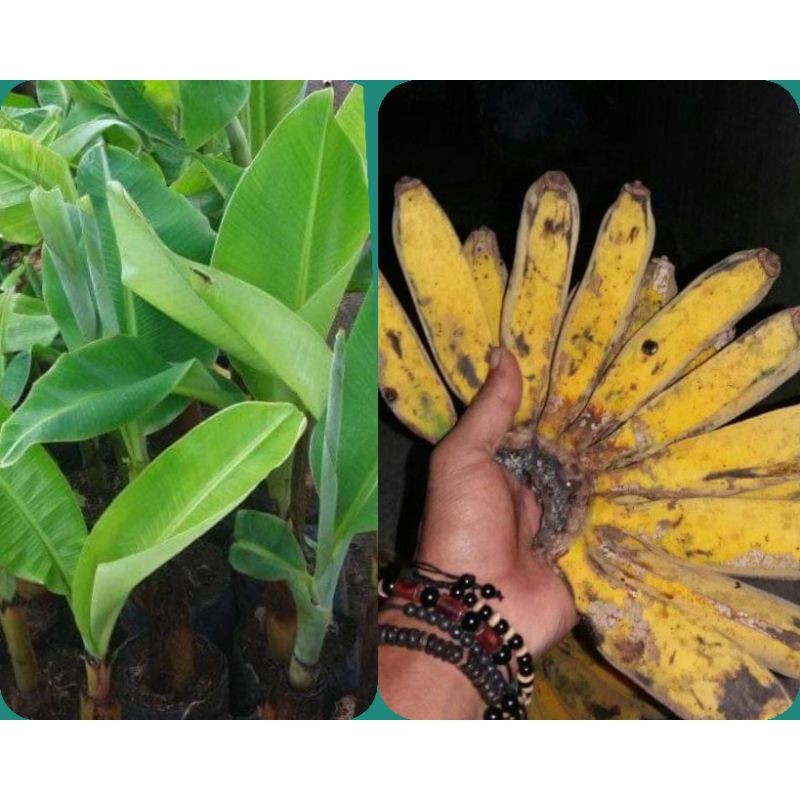 Bibit Pisang Raja Bulu Super