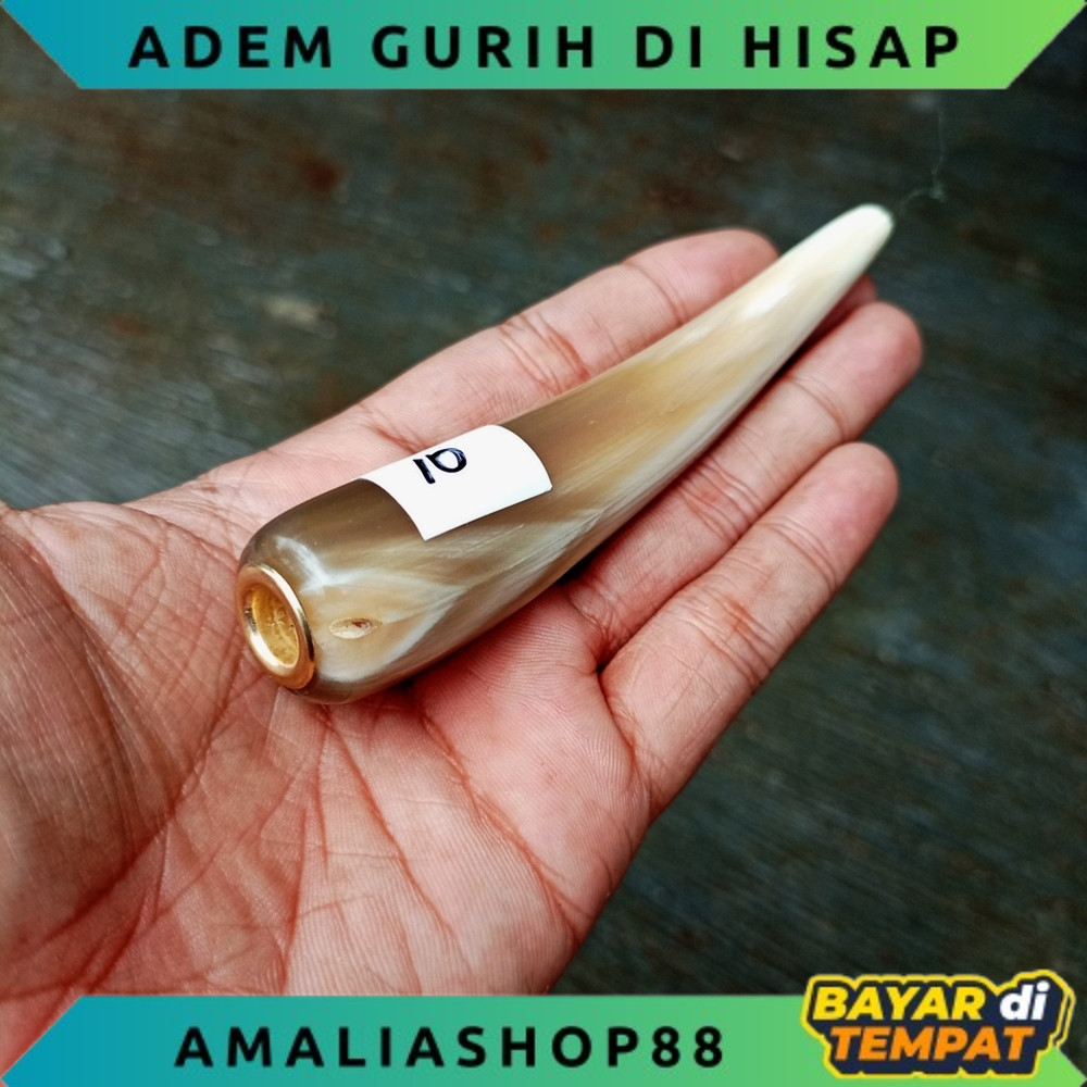 Once Tanduk Kerbau Bule / Tanduk Buta Kerbau Bule