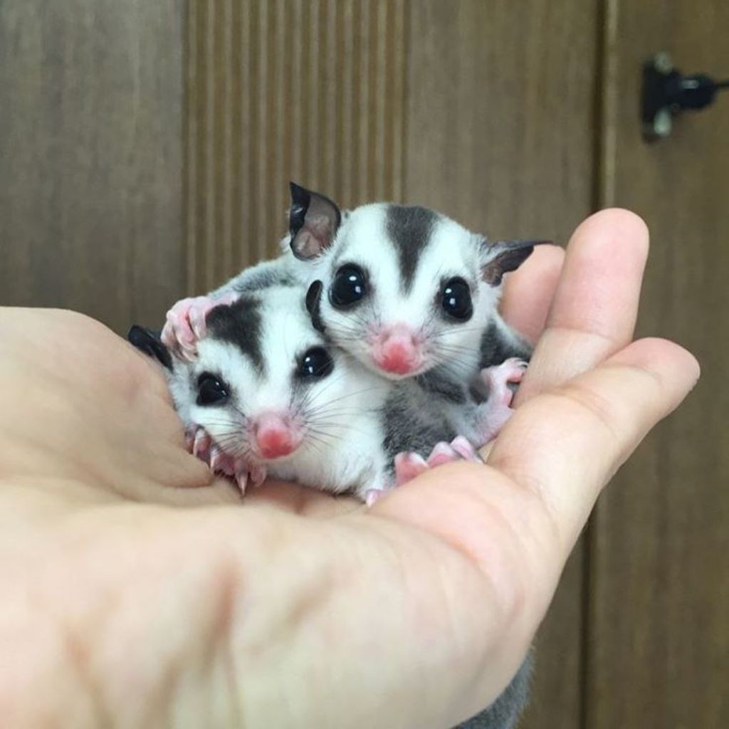 Sugar Glider Joy WF Jantan Betina