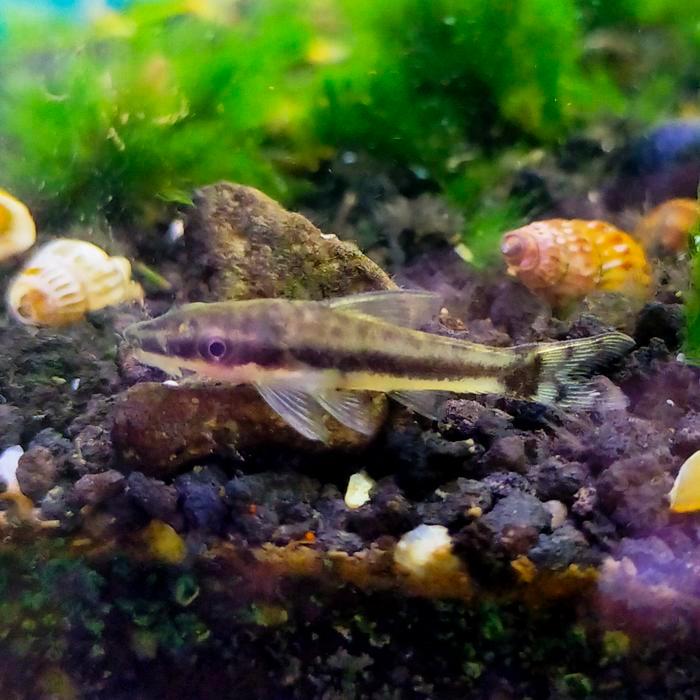 pembersih algae ikan otocinclus affinis ikan oto cinclus affinis