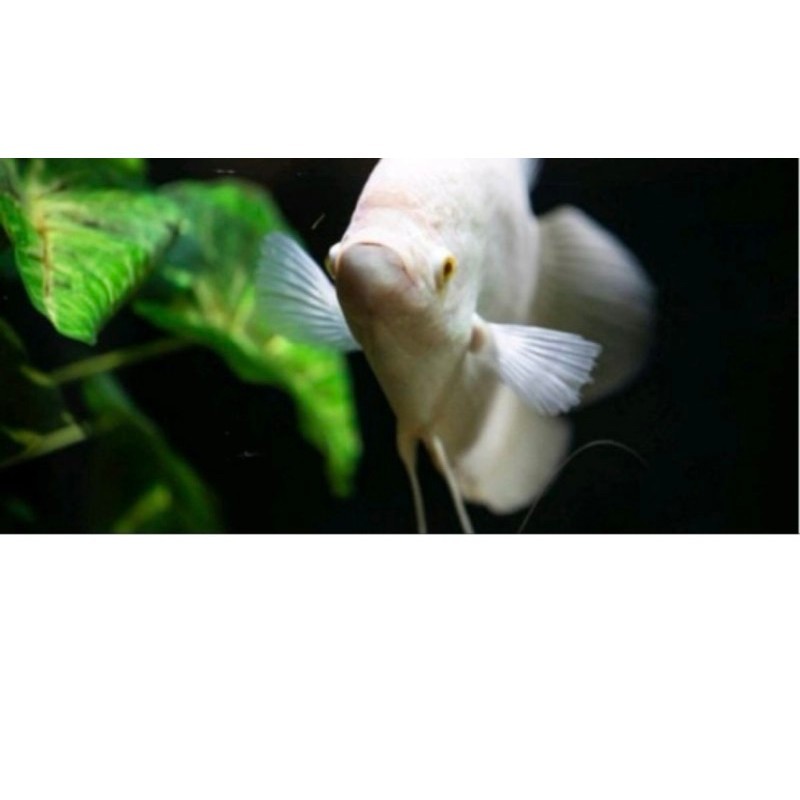 Isi 3pcs Ikan Gurame ALBINO/ PADANG
