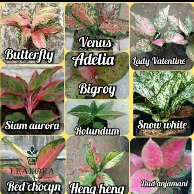 Paket 10 tanaman aglonema ukuran dewasa paket 10 jenis tanaman aglonema