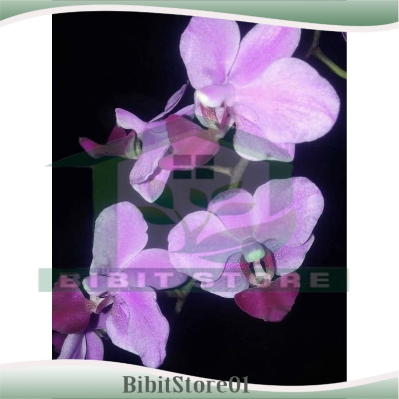 anggrek doritis lidah merah