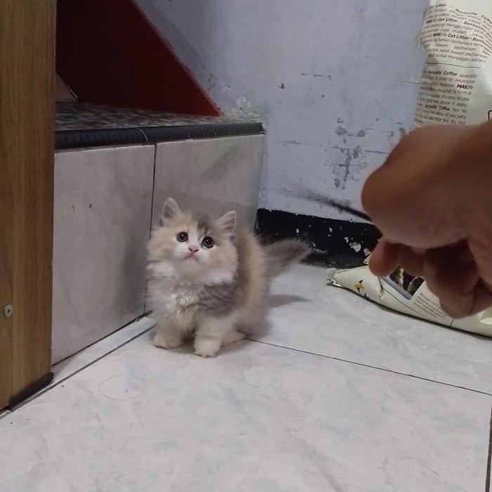 kucing Munchkin Calico betina/kucing cebol BSH longhair/kucing kaki pendek British shorthair