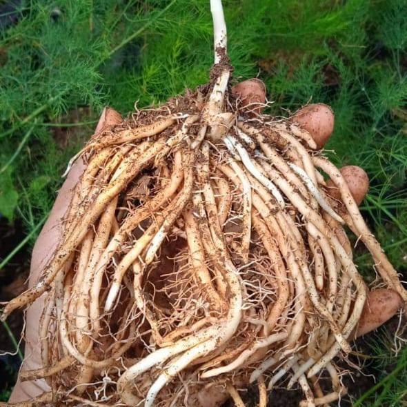 PROMO  Bibit Akar Asparagus Varietas Opicinalis USA - Varian California - Benih - 1 Akar Asparagus