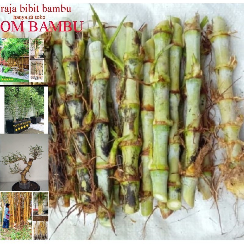 Promo COD BIBIT ODOT BIBIT RUMPUT ODOT PAKAN TERNAK HEWAN