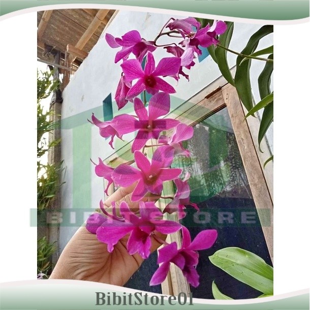 Anggrek Dendrobium Bantimurung Dewasa 1-2 Batang
