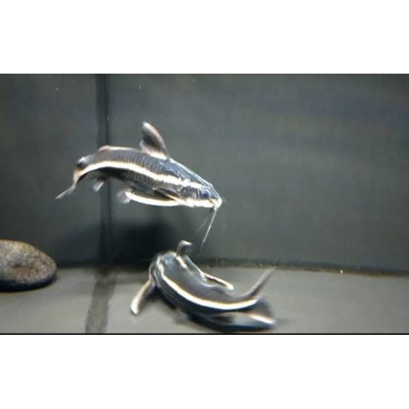 IKAN PLATYDORAS PEMBERSIH KACA uk 3-4 cm