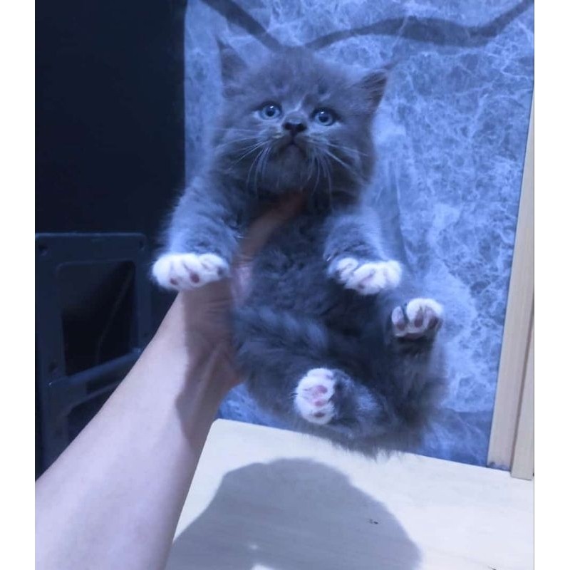 kucing persia muchkin bicolor