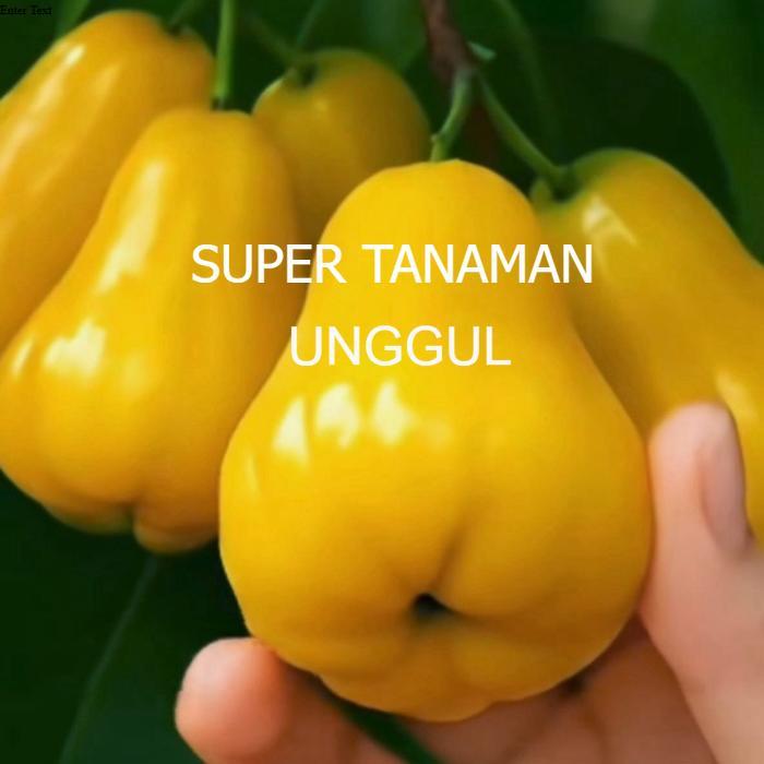 BIBIT JAMBU AIR MADU KUNING