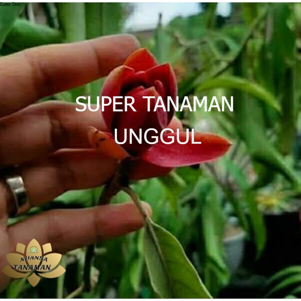 Tanaman Hias Pohon Kantil Bunga Merah Ukuran 80-1 meter/Pohon Kantil Merah/Tanaman Kantil