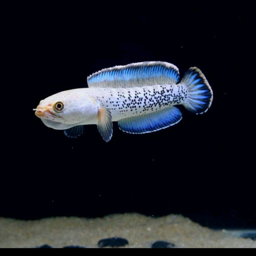 Ikan Hias Chana Channa stewartii – Golden Snakehead