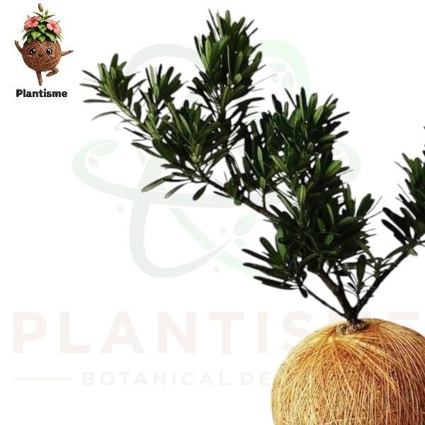 Kokedama – Louhansung Podocarpus Macrophyllus Tanaman Hias Bonsai Mini Daun Lurus Elegan untuk Indoo