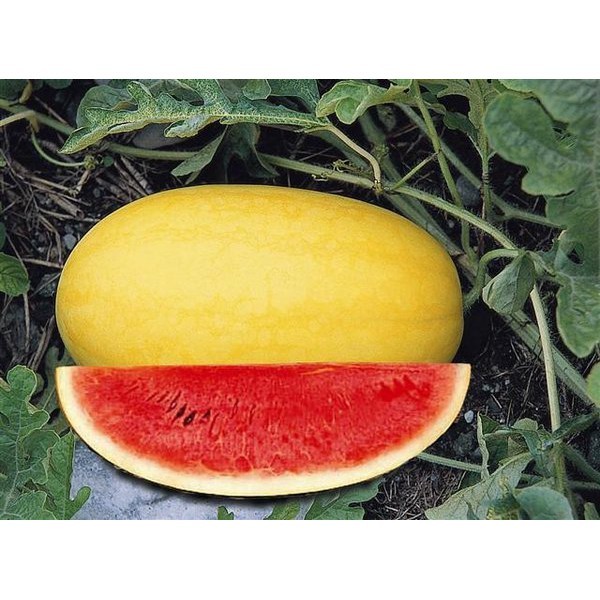3 benih semangka golden red import