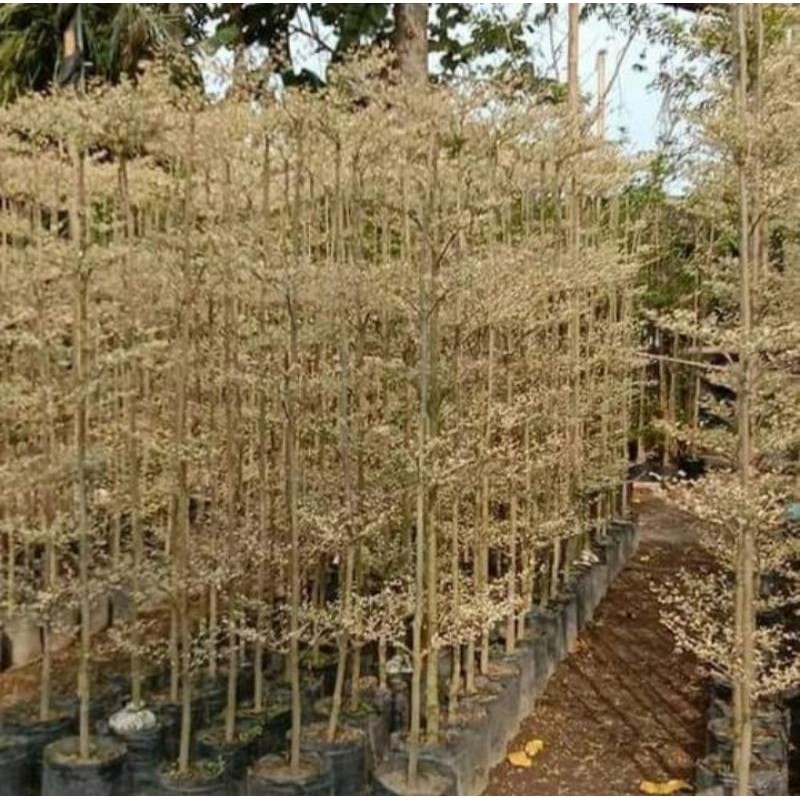 Pohon Ketapang Kencana Varigata Ukuran 1.5-2m - Tanaman Hias Ketapang Kencana Hidup